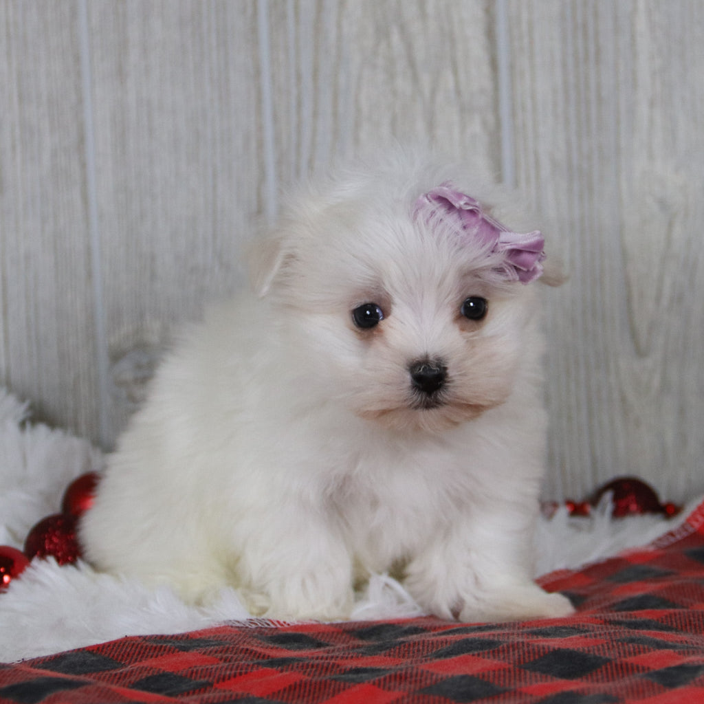 Nicole - Available 1/8