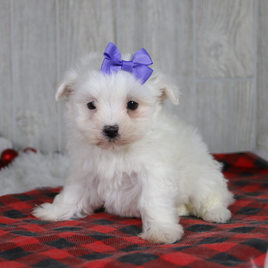 Britney - Available 1/8