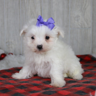 Britney - Available 1/8