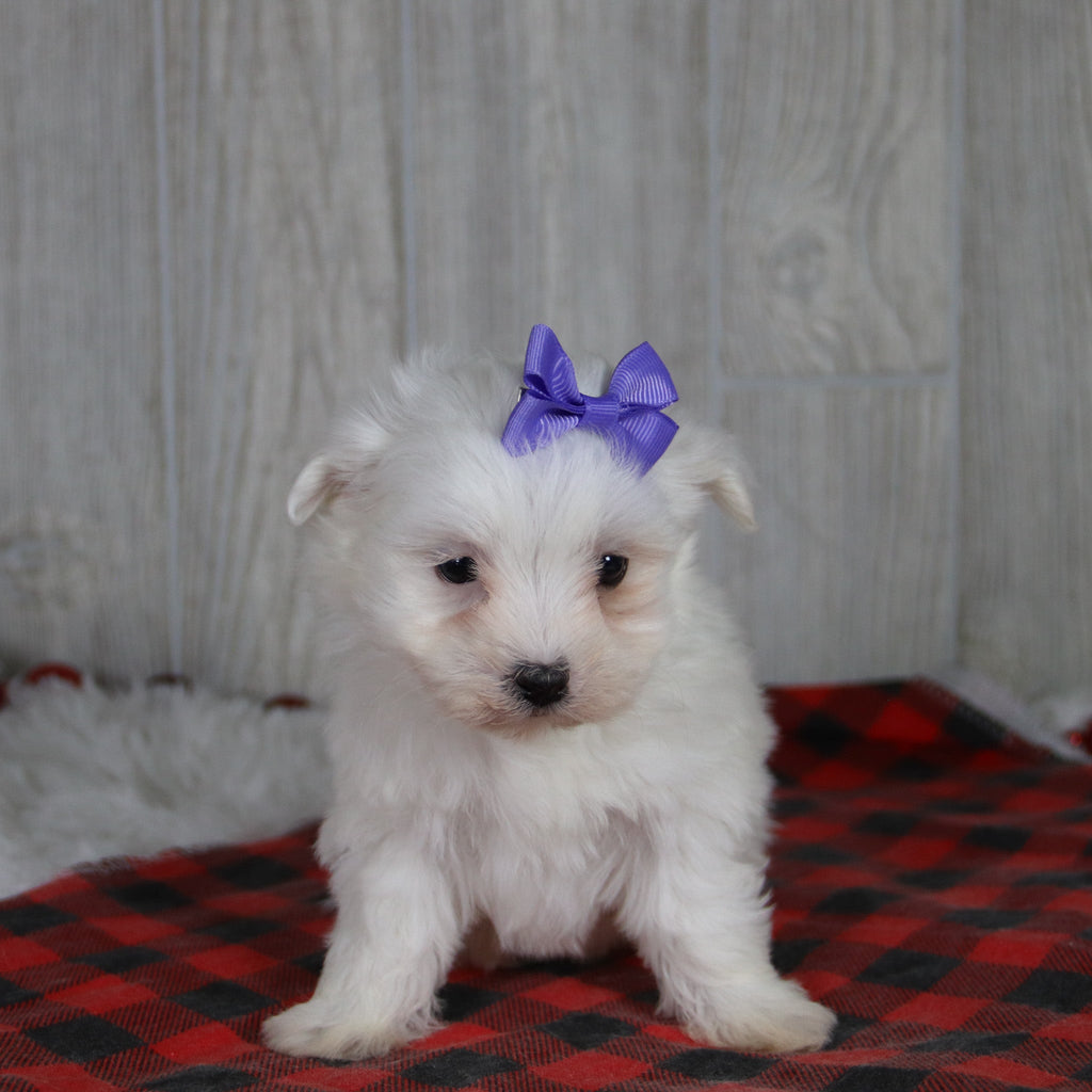 Britney - Available 1/8