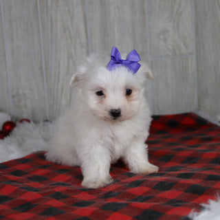 Britney - Available 1/8