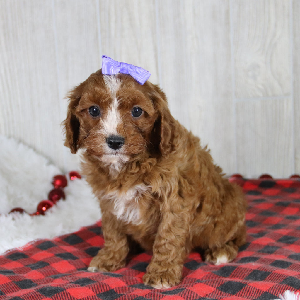 Valerie - Available Now