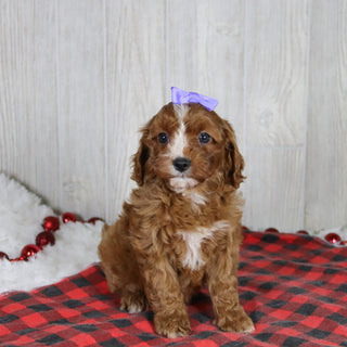 Valerie - Available 1/8