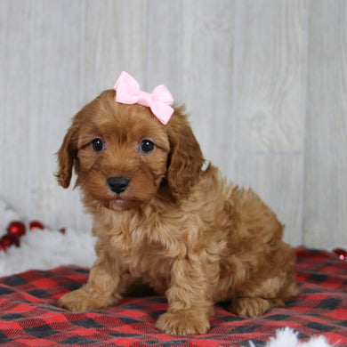 Carrie - Available 1/8