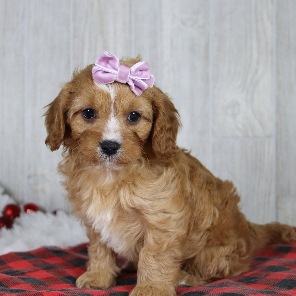 Liza - Available 1/8