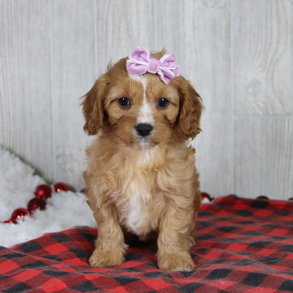 Liza - Available 1/8