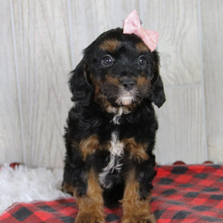 Athena - Available 1/8