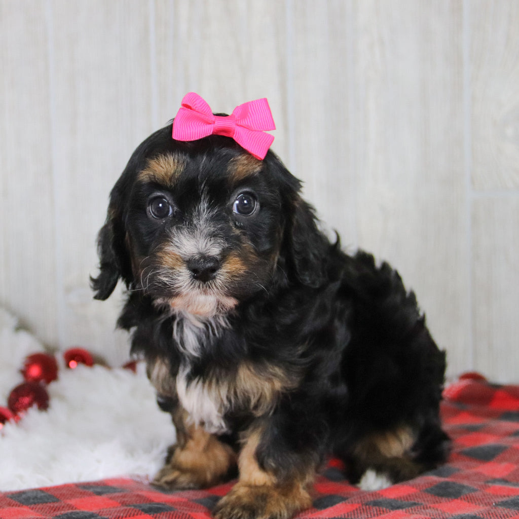 Avery - Available 1/8