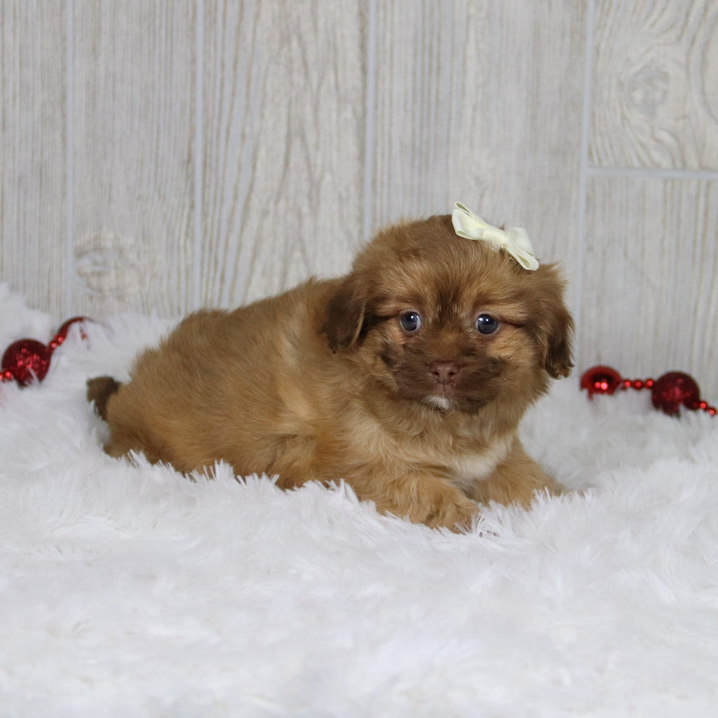 Sunni - Available 1/14