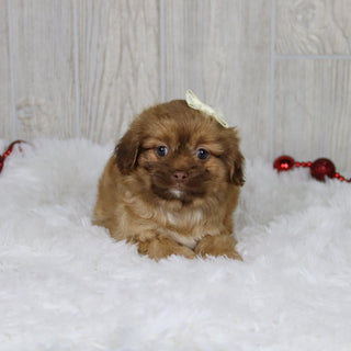 Sunni - Available 1/14