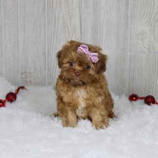 Sheba - Available 1/14