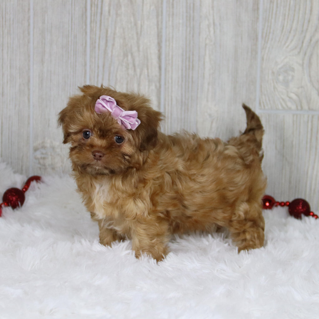 Sheba - Available 1/14