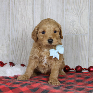 Jagger - Available 1/22