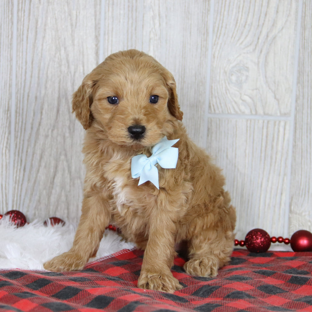 Jagger - Available 1/22