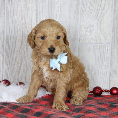 Jagger - Available 1/21