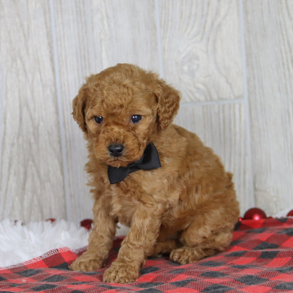 Kyle - Available 1/22