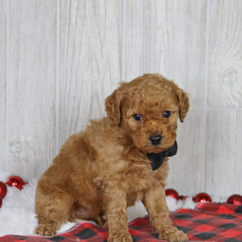 Kyle - Available 1/22