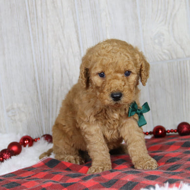 Dodge - Available 1/21