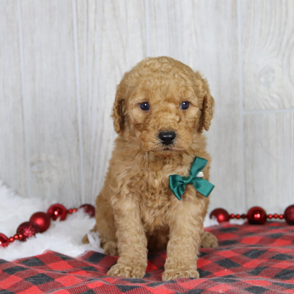 Dodge - Available 1/21