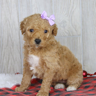 Annette - Available 1/22