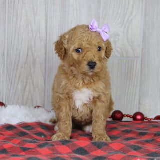 Annette - Available 1/21