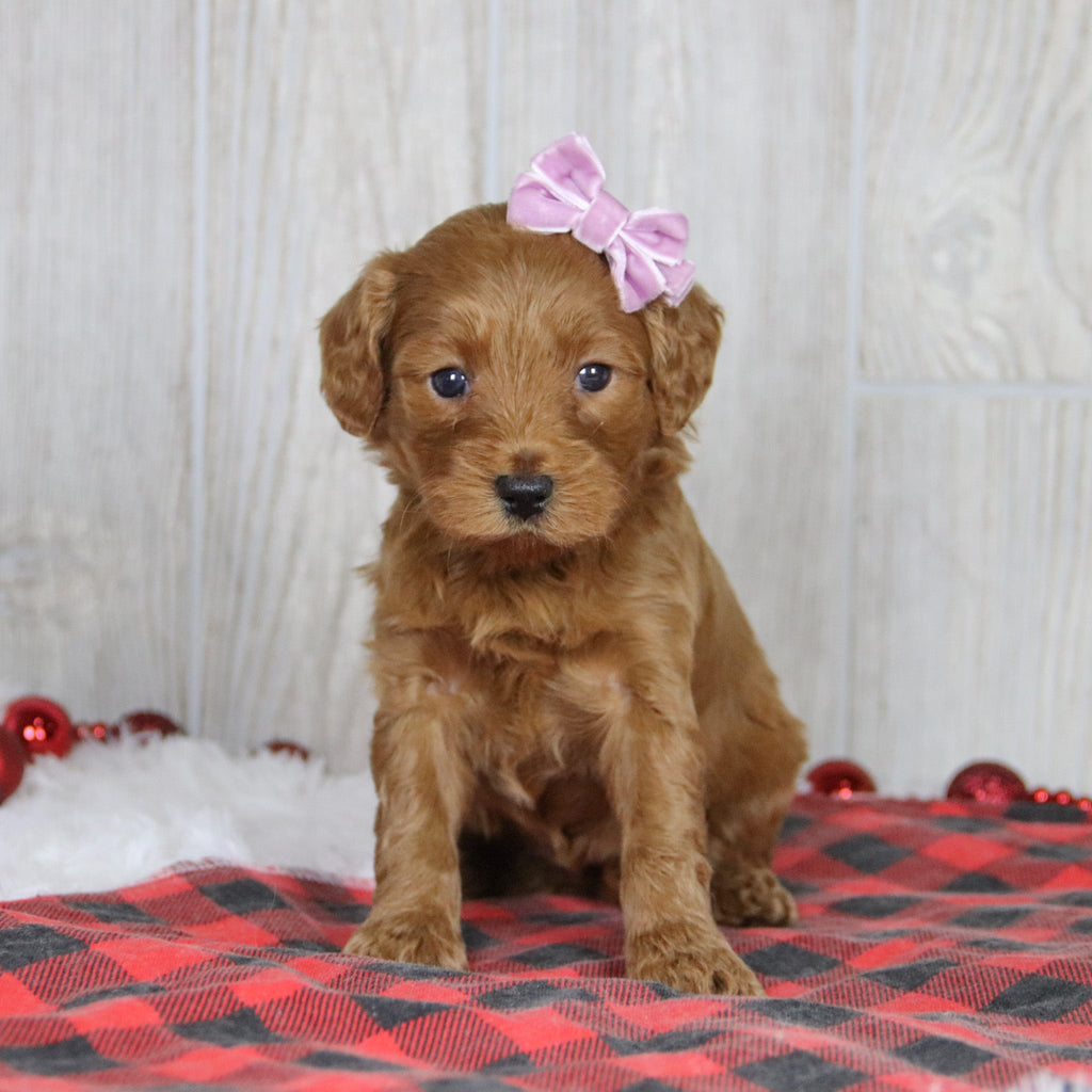 Lillian - Available 1/22