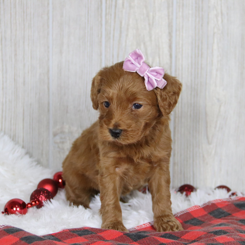 Lillian - Available 1/22