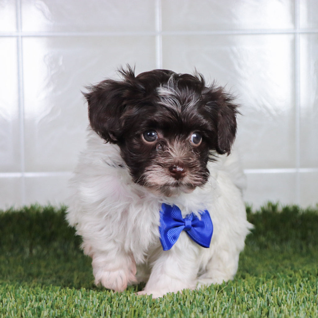 Aaron - Available 4/30