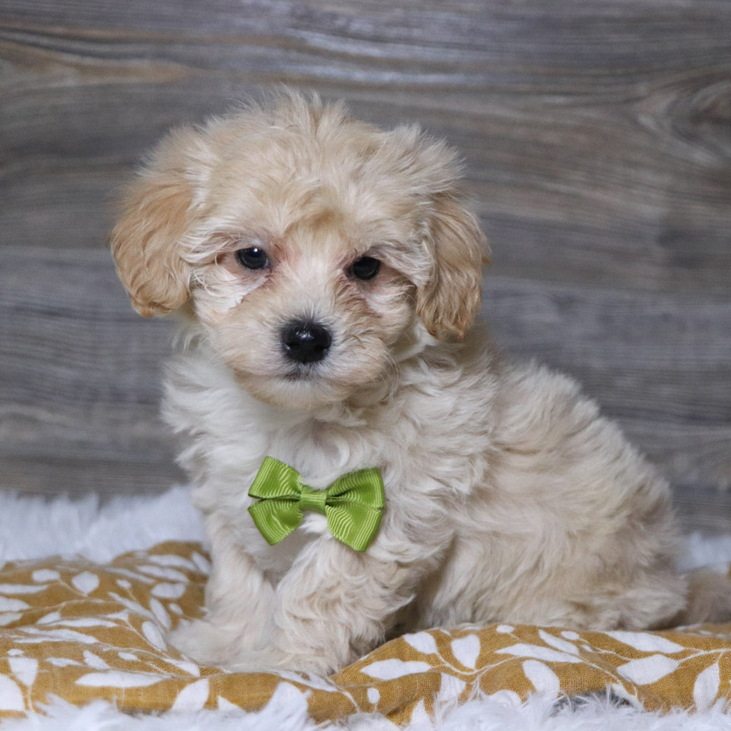 Aaron - Available Now