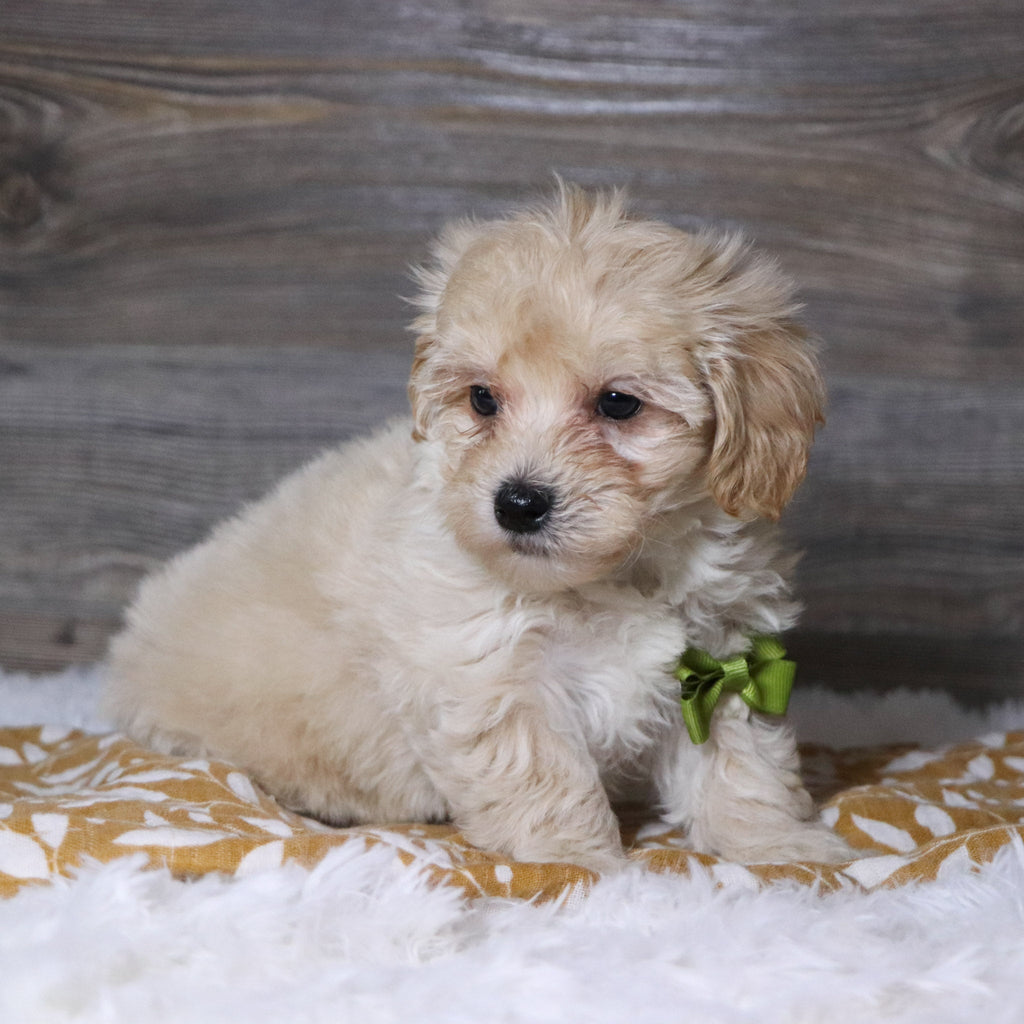 Aaron - Available Now