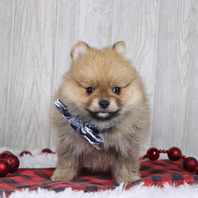 Abbott - Available 12/3