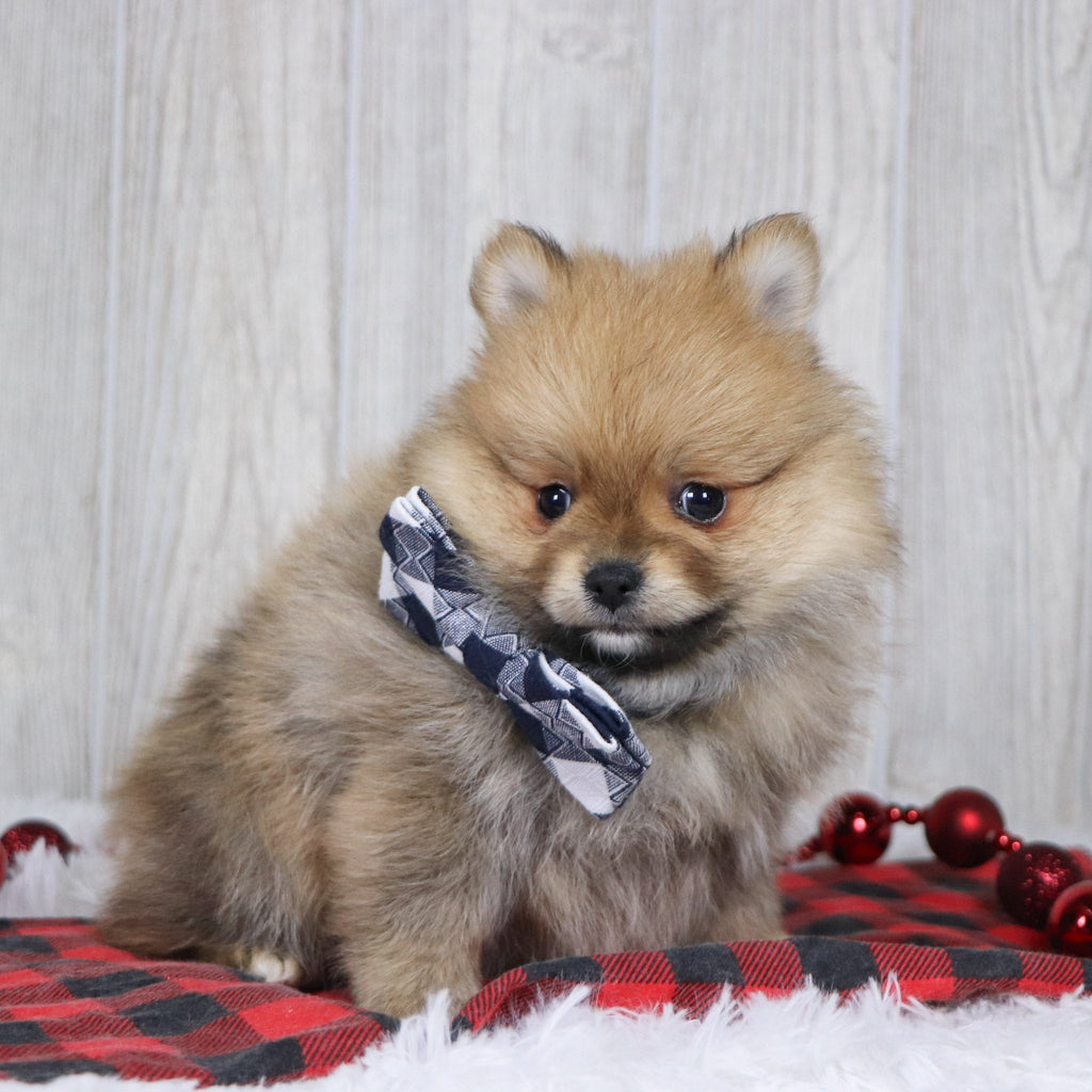 Abbott - Available Now