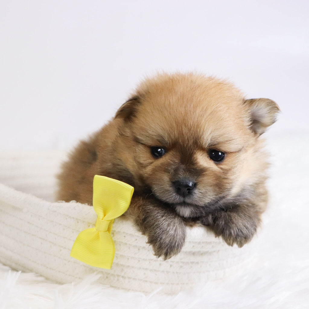 Abbott - Available 12/3