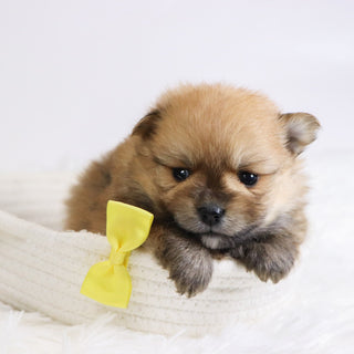 Abbott - Available Now