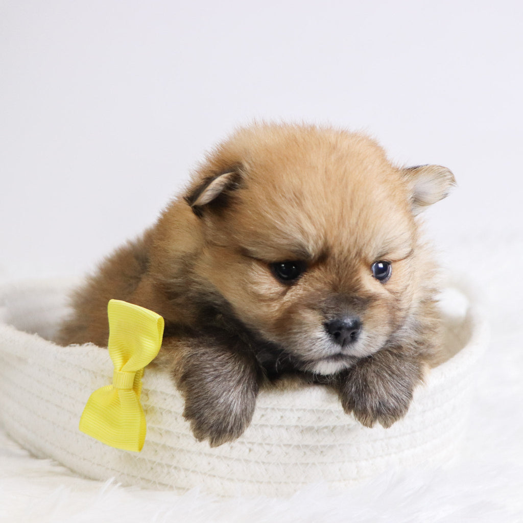 Abbott - Available Now