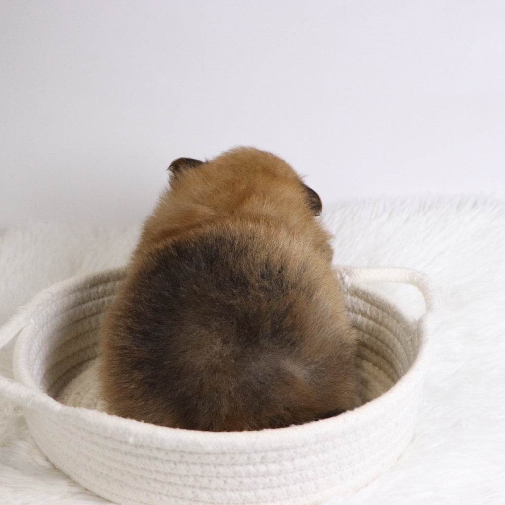 Abbott - Available Now