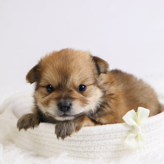 Abel - Available 12/3