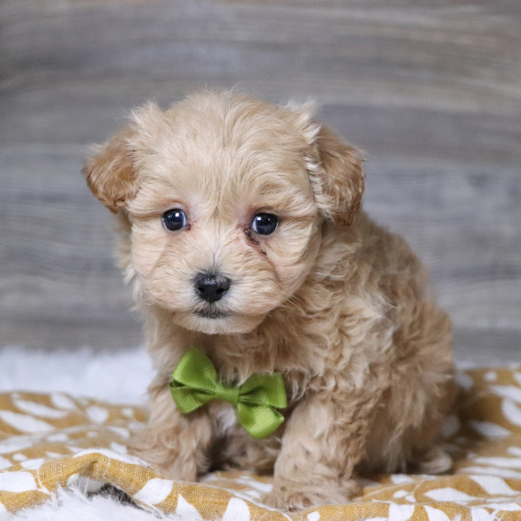 Abena - Available Now