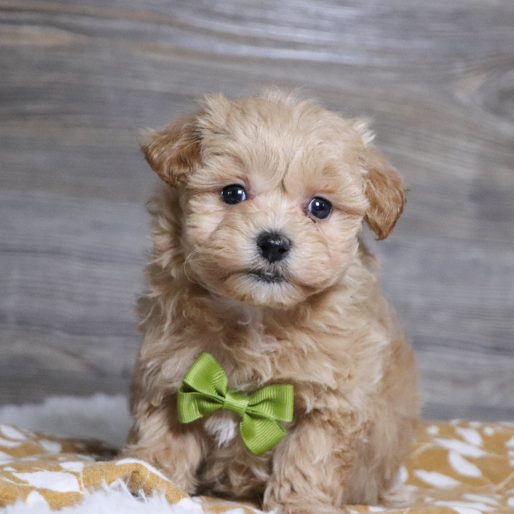 Abena - Available 12/3