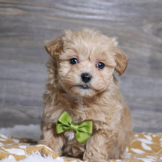 Abena - Available Now