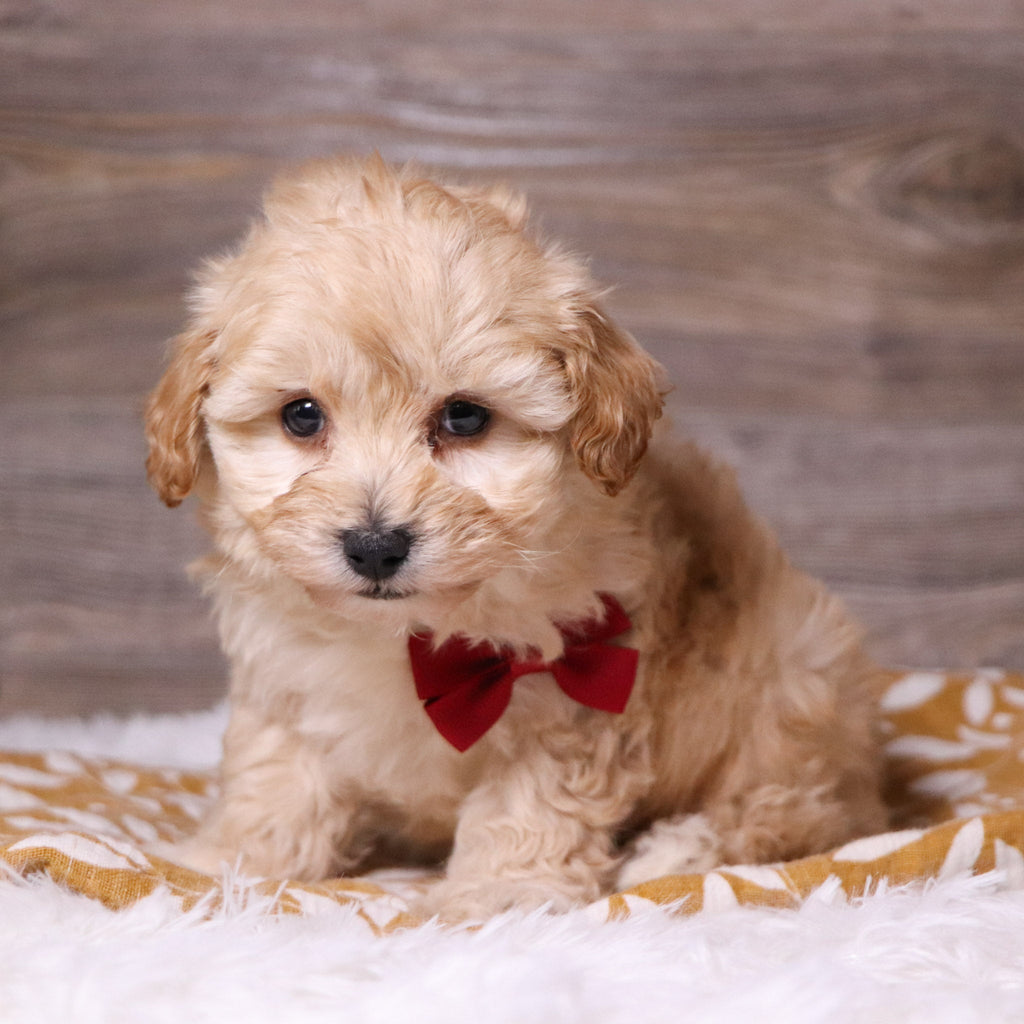 Abner - Available 12/3