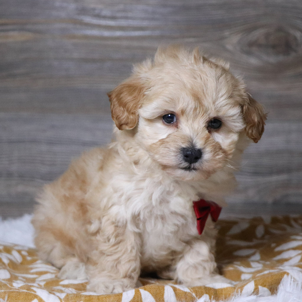 Abner - Available 12/3