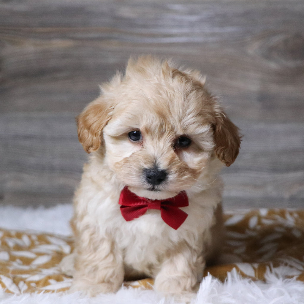 Abner - Available Now