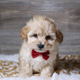 Abner - Available Now