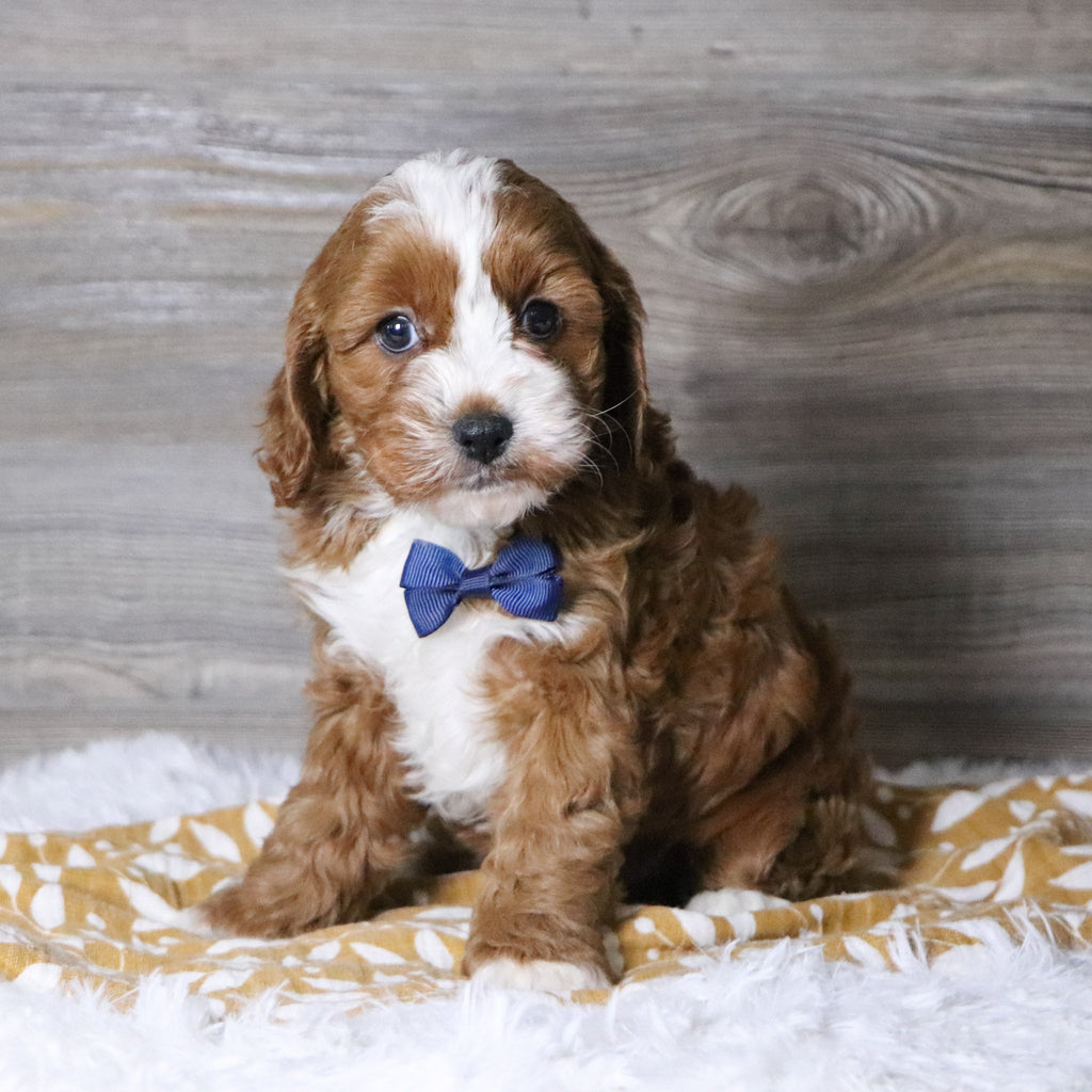 Abraham - Available 12/3