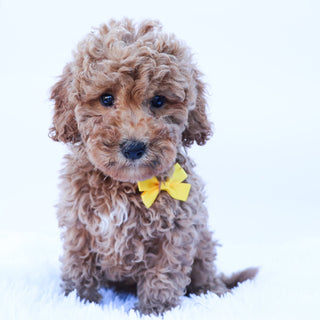 Abu - Available 9/17