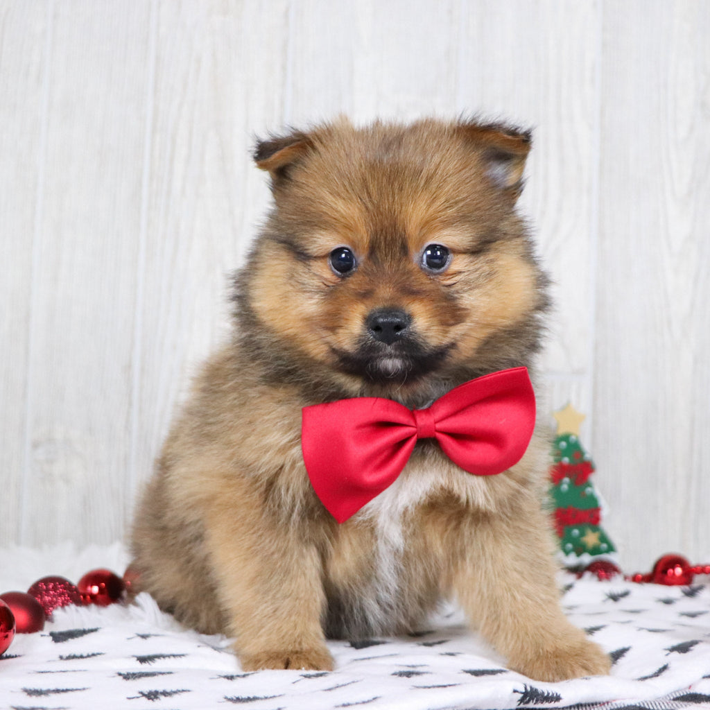 Abu - Available 12/3