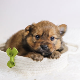 Abu - Available 12/3