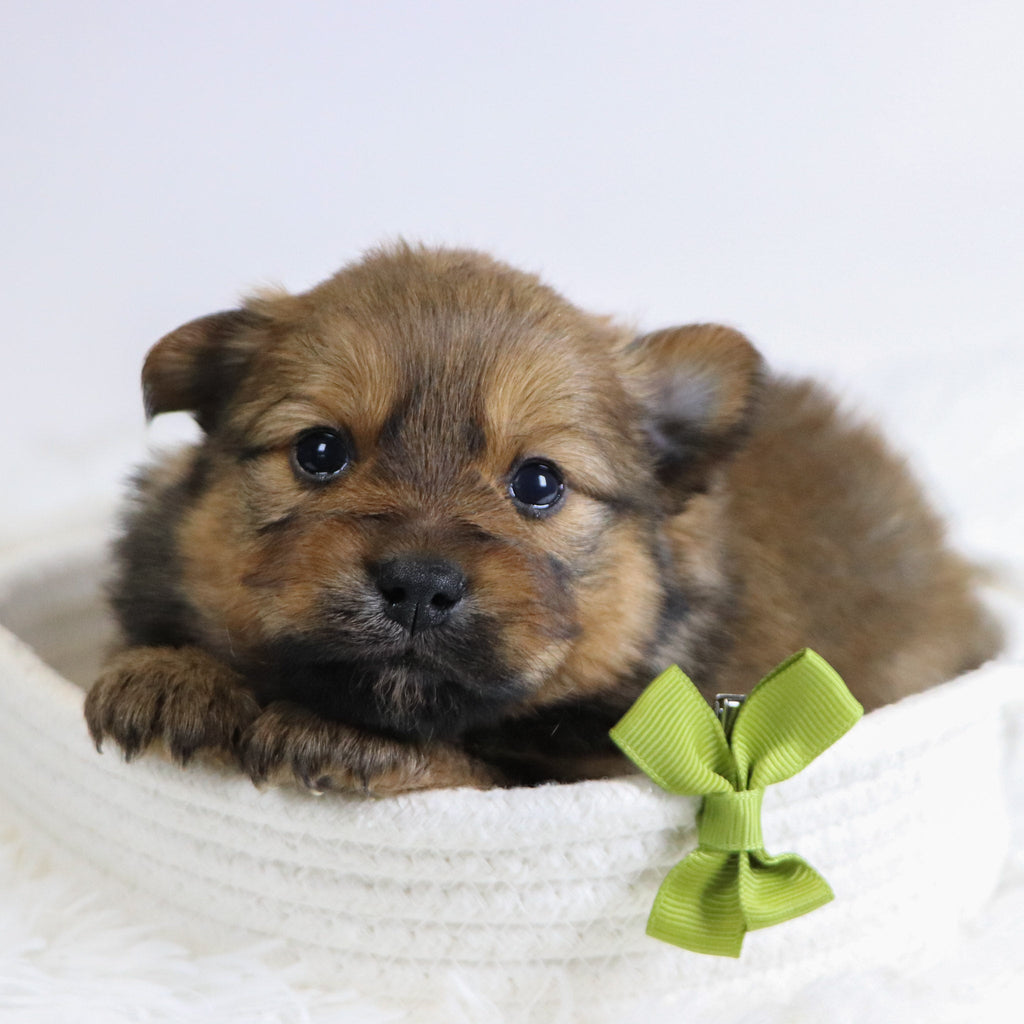 Abu - Available 12/3