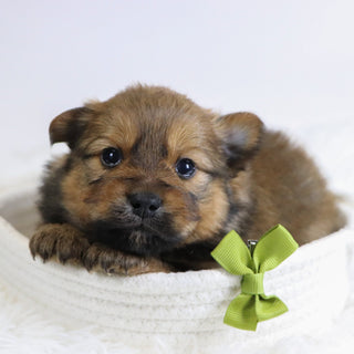 Abu - Available 12/3